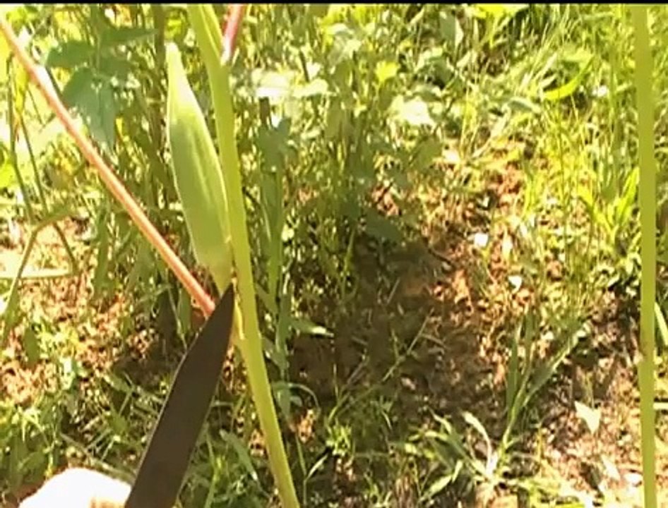 how to prime and cut okra