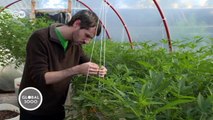 Uruguay: A Country legalizes Cannabis | Global 3000