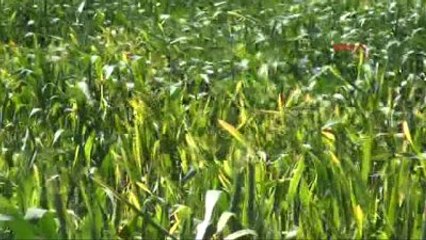 Edirne?de Buğday Ekili Tarlalarla Virüs Tehditi