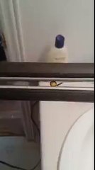 Pop-corn avec un fer à lisser