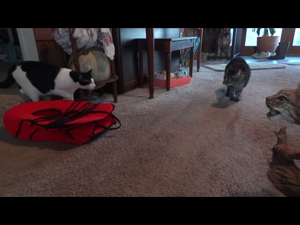 Des chats rencontrent un lynx... Empaillé