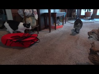 Des chats rencontrent un lynx... Empaillé