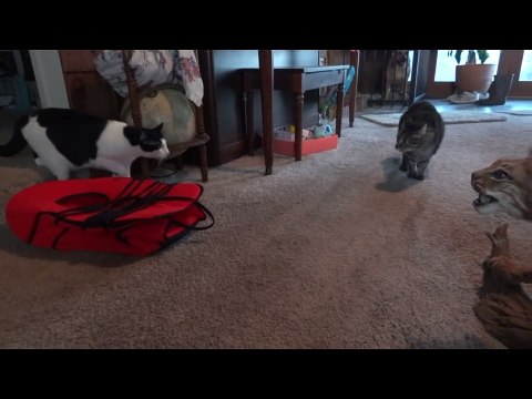 Des chats rencontrent un lynx... Empaillé