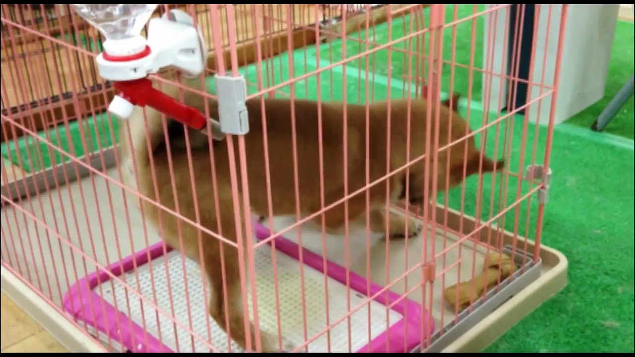 地面を掘り続ける かわいい柴犬ちゃん