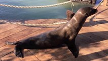 Sea Lions in Lawn Chairs