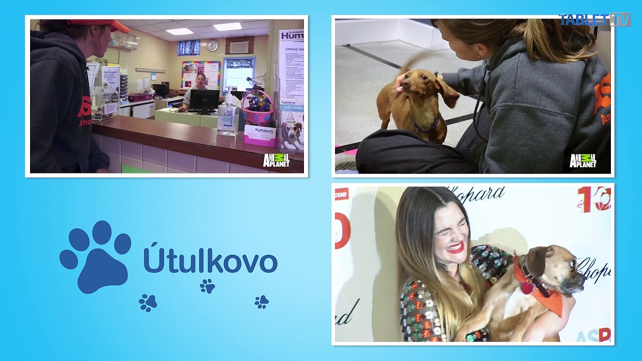 Zachraňujú psy už 150 rokov, dôležitá je socializácia