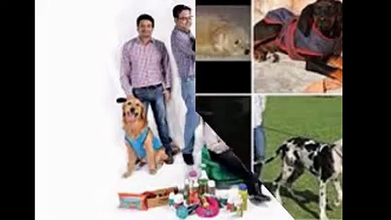 Dog San Marcos Boarding Encinitas