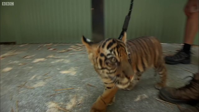 Des bébés tigres rencontrent des adultes pour la première fois !