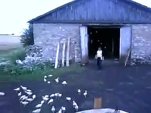 Самое популярное видео про утят, смотрите не пожалеете