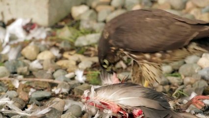 Falcon Attack&Eating Pigeon