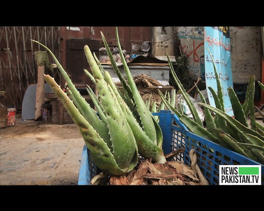 Aloe Vera: A Life-saving plant