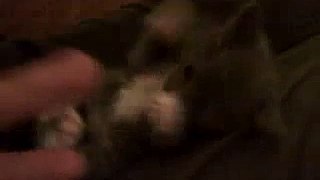 Surprised Cat / Funny Video