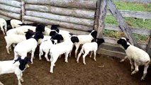 Produccion de ovinos Dorper en Chaco Paraguay