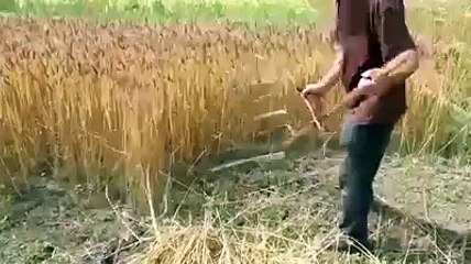 cutting wheat