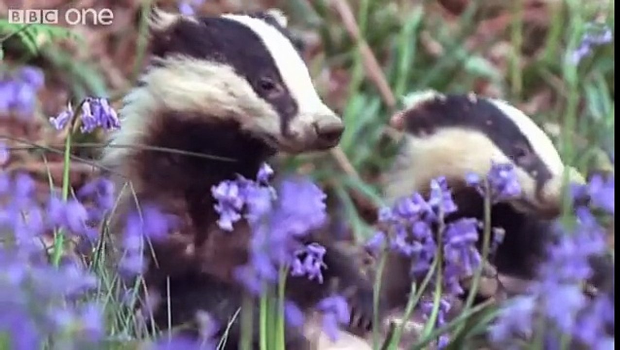 Funny Talking Animals - Walk On The Wild Side - Episode Three Preview - BBC One