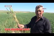 Edirne'de buğday ekili tarlalarda virüs alarmı verildi