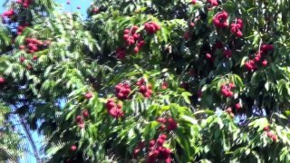 Fruits Of Bangladesh Lychee/ Litchi