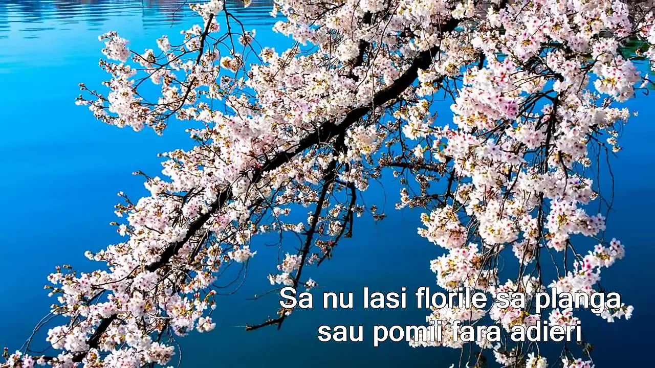 SA NU LASI FLORILE SA PLANGA.
