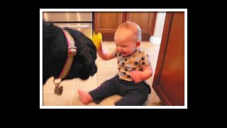 Top Funny Babies Laughing Hysterically compilation 2015 ♥ NEW