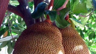 The National Fruits Of Bangladesh Jack Fruit
