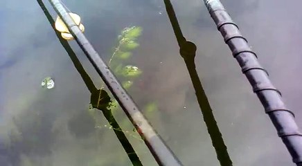 mancing mujair rawapening