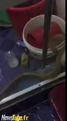 Snakes in the toilet, it's so disgusting