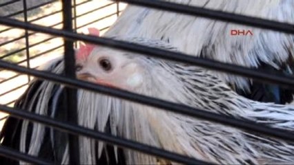 Bodrum Bu Müzayede Farklı