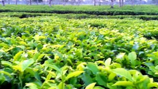 A Beautiful Tea Garden In Srimongal Sylhet, Bangladesh