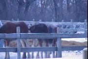 Equine Friends Clydesdales LXV