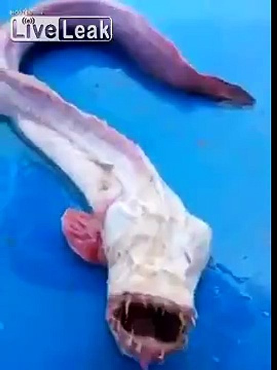 Un étrange poisson mutant vient d'être découvert en Thaïlande