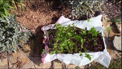 Lazy Way to Plant a Flower Bed from Seed Trays