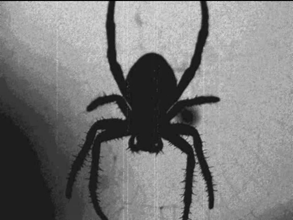 Black And Shadows - Uciekam