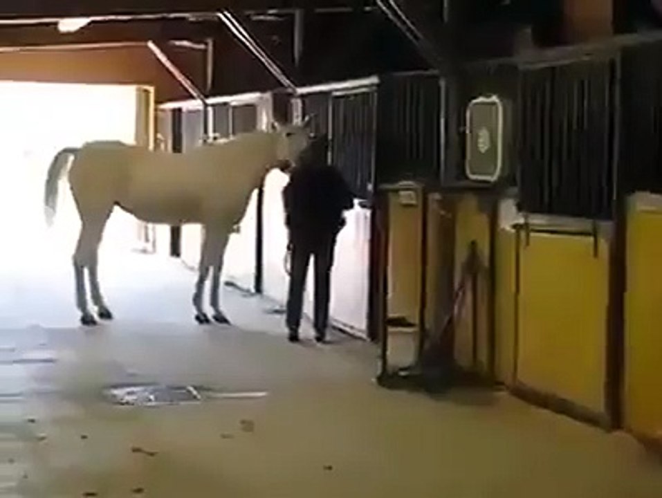 Horse Way Of Home