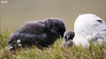 Master of the Sky: Owl Vs Wolf  - Super Powered Owls - BBC