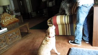 Funny Jealous Dogs Compilation - Dogs Need Love Too!