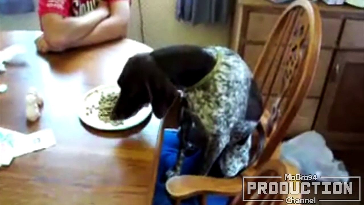 Funny dogs and cats imitating humans – Funny and cute pet compilation