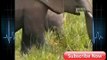 Elephant Vs Lions Attack To Death ➤ Python Channel Tv