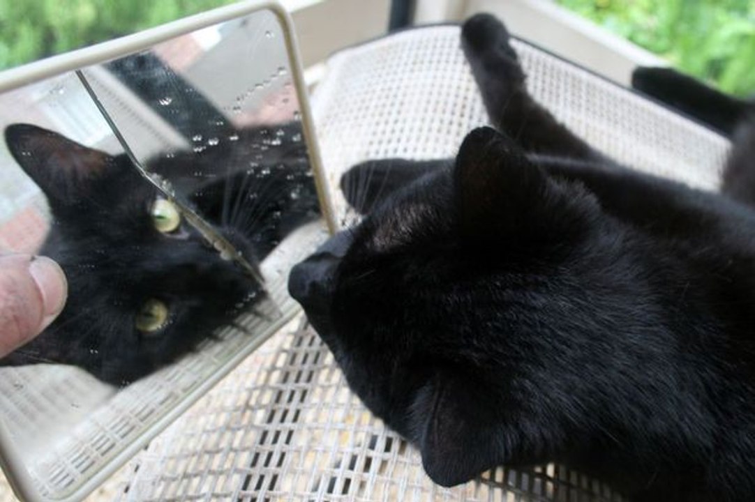 Origin of 10 Most Common and Popular Superstitions