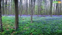 L'Avenir - Hallerbos, le bois des jacinthes