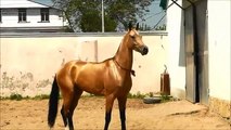 Ecco il cavallo più bello del mondo: rimarrete stupefatti dalla sua bellezza!