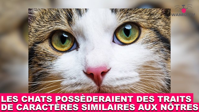 Les chats possèderaient des traits de caractères similaires aux nôtres ! Plus d'infos dans la minute chat #191