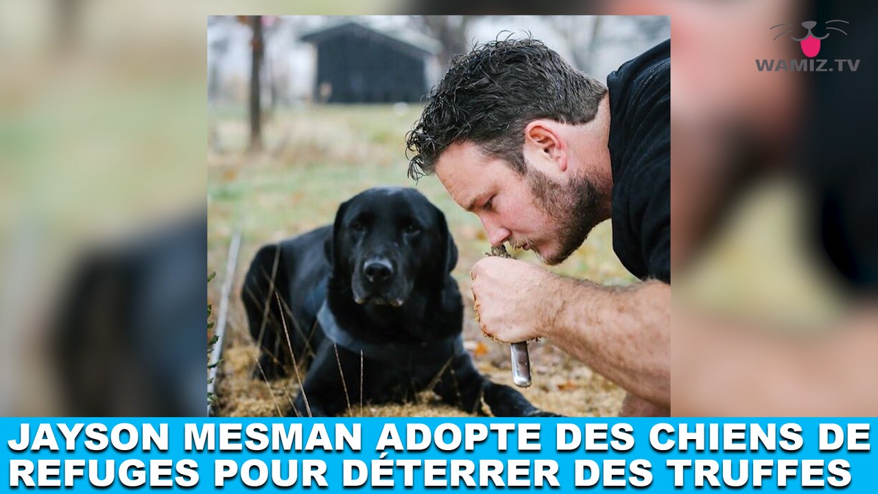 Jayson Mesman adopte des chiens de refuges pour déterrer des truffes ! L'histoire dans la minute chien #191