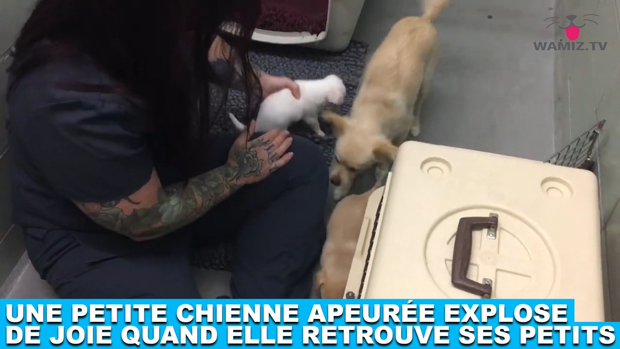 Une petite chienne apeurée explose de joie quand elle retrouve ses petits ! Tout de suite dans la minute chien #192