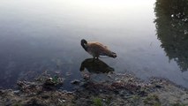 Ente putzt sich