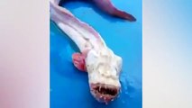 Thailand fishermen are baffled by bizarre eel like fish with razor sharp teeth