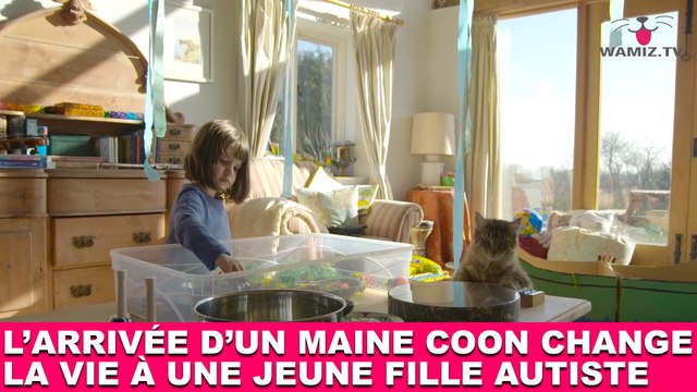 L'arrivée d'un Maine Coon change la vie à une jeune fille autiste ! Tout de suite dans la minute chat #190