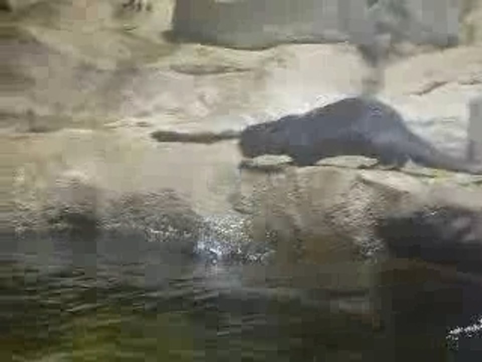 Combat de Loutre à Monterey, CA