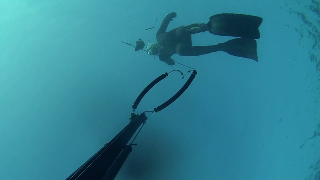 Chasse sous-marine hiver 2016