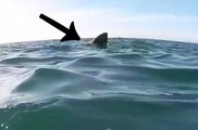 Awesome Close Encounter In A Kayak With A Basking Shark