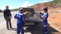 Tatvan'da Getirilen İki Köpeğin Tedavisine Başlandı